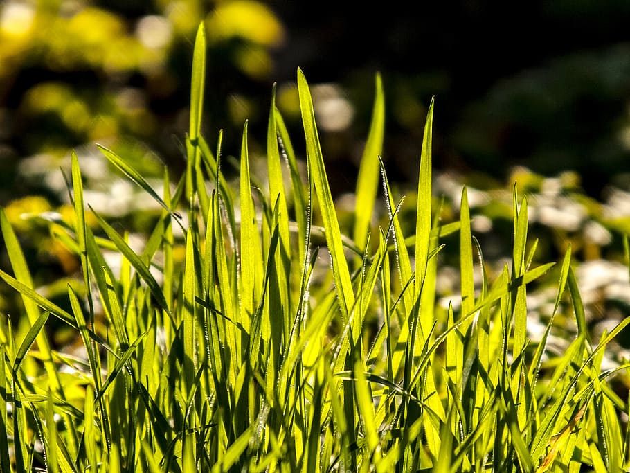 grass, plant, nature, growth, green color, land, beauty in nature HD wallpaper