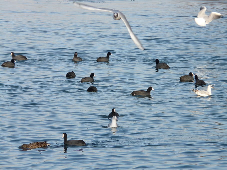 Gulls, Coots, Water, Scrum, feeding, hustle and bustle, approach HD wallpaper