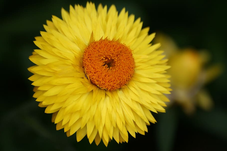 flower, yellow, nature, sunflower, summer, plant, petal, close-up HD wallpaper