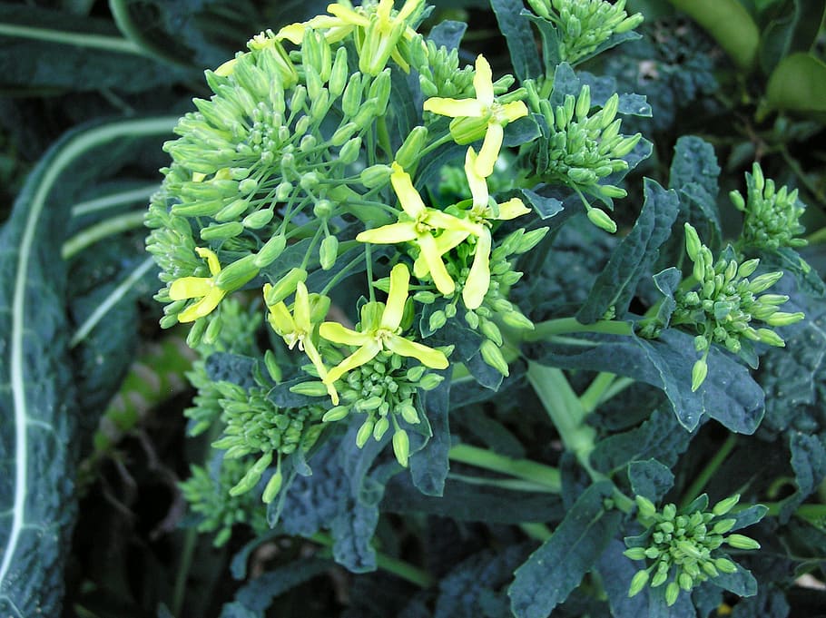 kale, vegetable, flowering, buds, green color, growth, freshness HD wallpaper