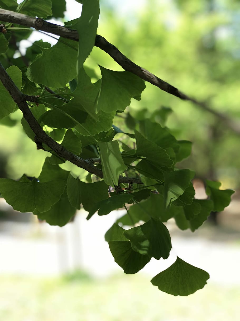leaf, plant, branch, freshness, natural, plant part, growth HD wallpaper
