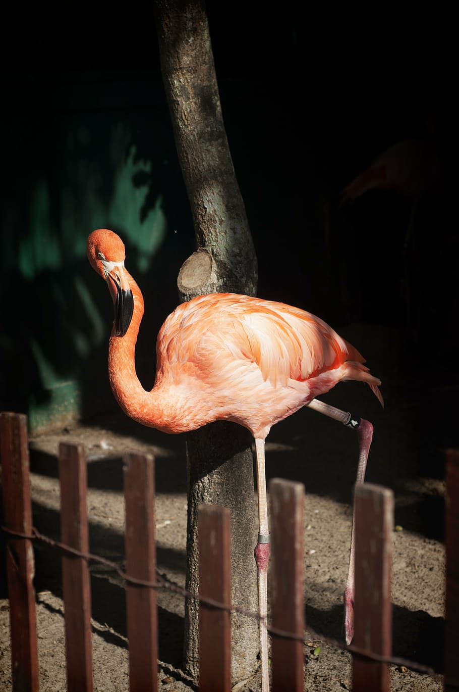 flamingo, pink, park, bird, fauna, wildlife, animal themes HD wallpaper