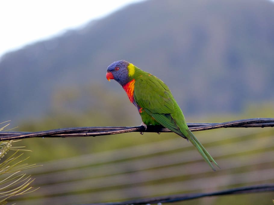 rainbow lorikeet, parrot, bird, fly, wings, feather, wildlife HD wallpaper