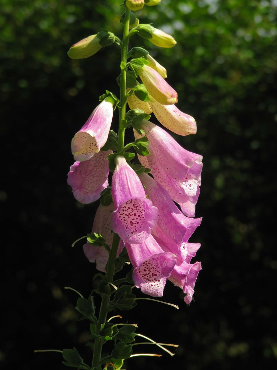 thimble, lamiaceae, digitalis, toxic, plant, growth, flowering plant HD wallpaper