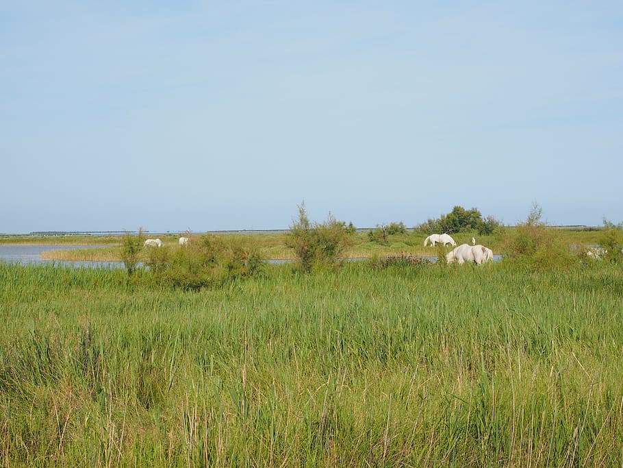 horses, wild horses, camargue, nature park camargue, lakes, HD wallpaper