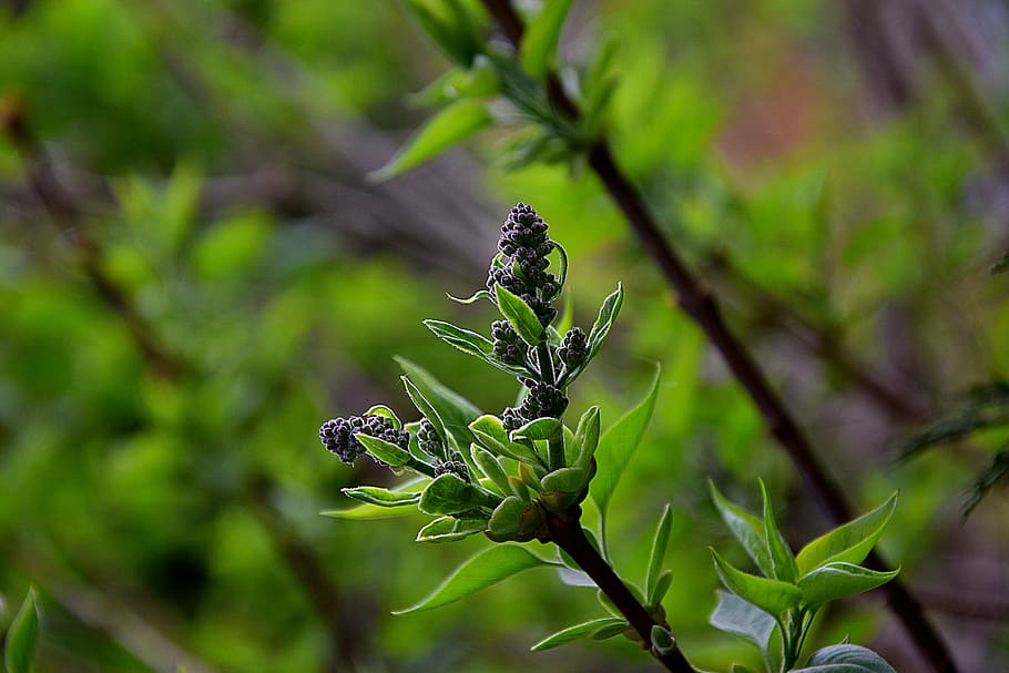 leaf, nature, plant, tree, at the court of, closeup, branch HD wallpaper