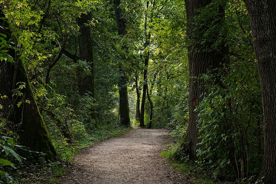 forest, away, forest path, nature, trees, trail, mood, green HD wallpaper