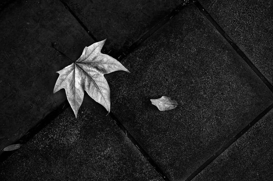 HD black and white leaf wallpapers  Peakpx