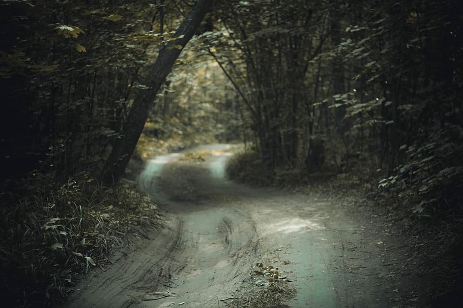 empty dirt road between green leaf trees at daytime, forest, path HD wallpaper