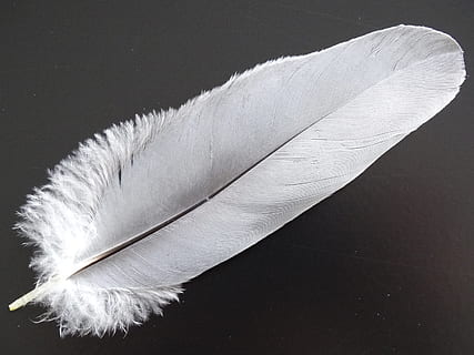 white feather photo, spring, light, filigree, beautiful, spring tree HD wallpaper