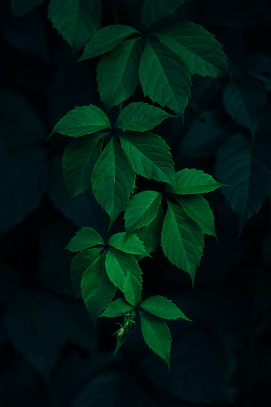 ovate green leafed plant, dark, blur, nature, green color, growth, HD wallpaper