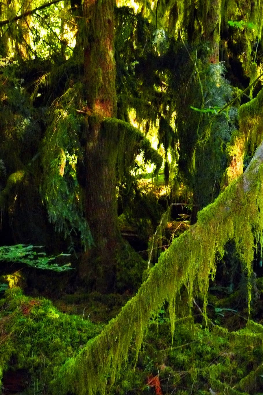 Moss, Ghost, Fingers, Nature, Forest, ghost fingers, rain forest HD wallpaper