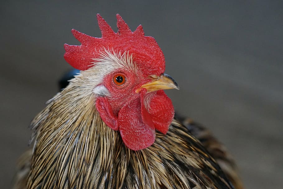 close-up photo of red and black rooster, chicken, bantam, zwergcochin