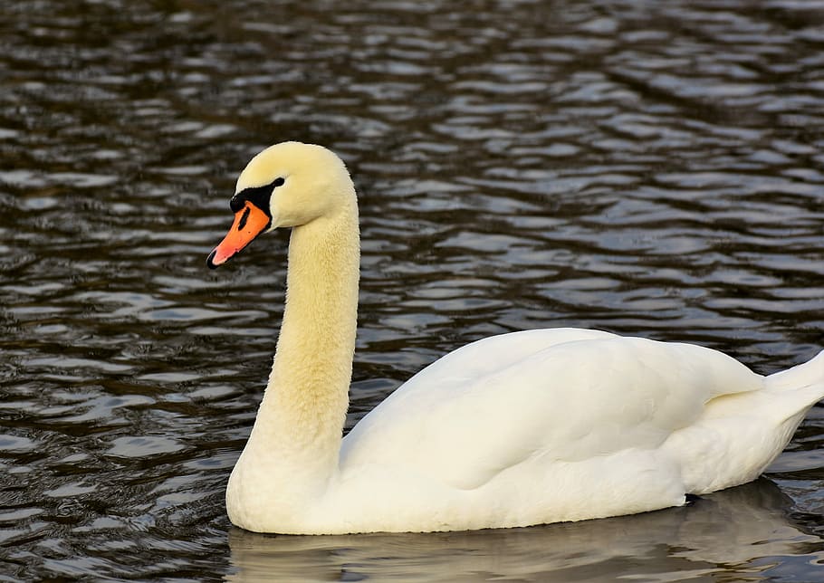 white swan on body of water, water bird, schwimmvogel, pride HD wallpaper