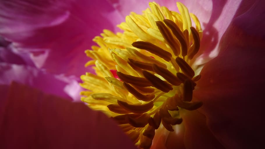 stamens, nature, flower, pestle, spring, bloom, yellow, pink, HD wallpaper