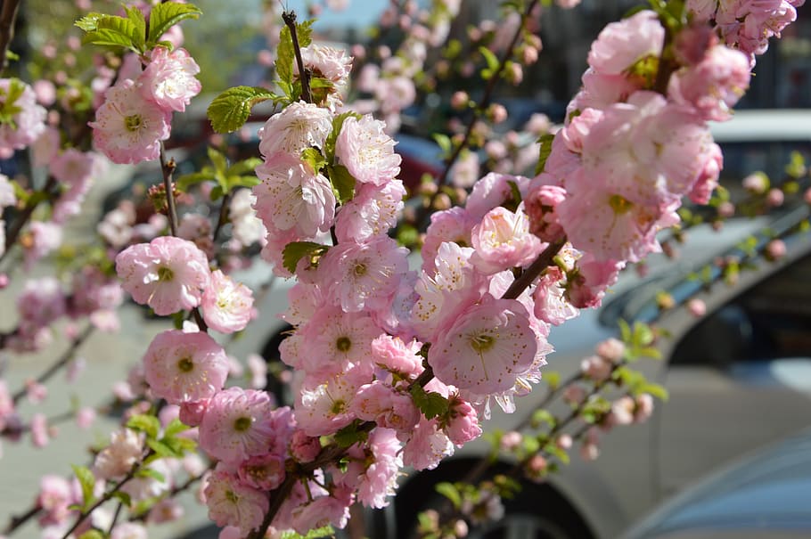 Sakura, Spring, Bloom, Blooming, blooming sakura, flower, blossom HD wallpaper