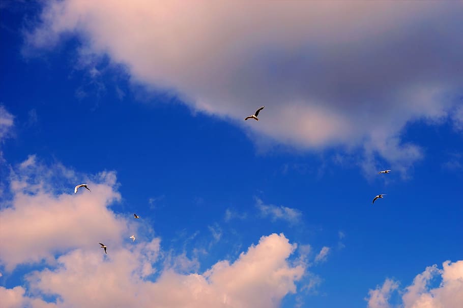 sky, covered, clouds, blue, mood, clouds form, nature, gulls HD wallpaper