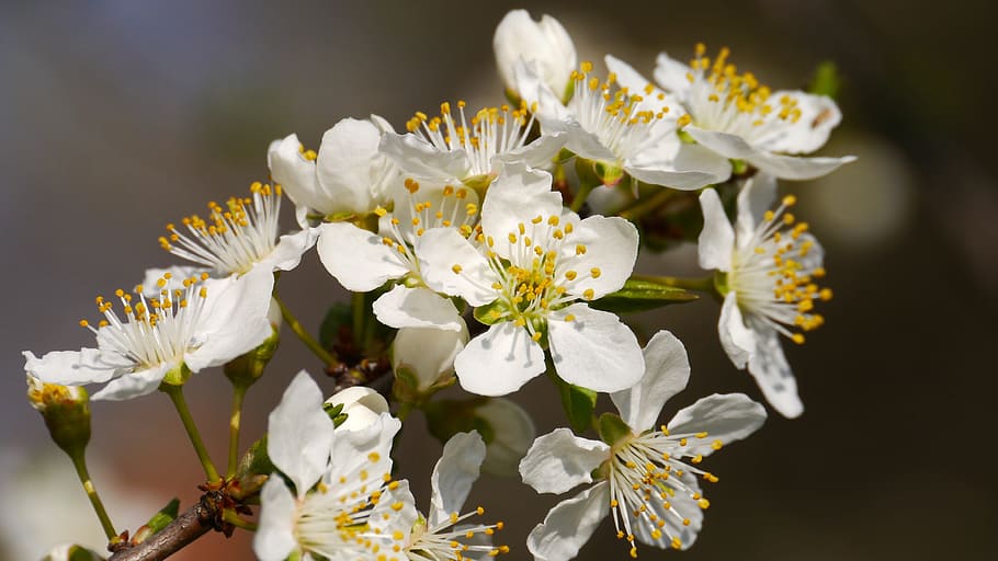 shallow focus of white flowers, bee, spring, flowering plant HD wallpaper