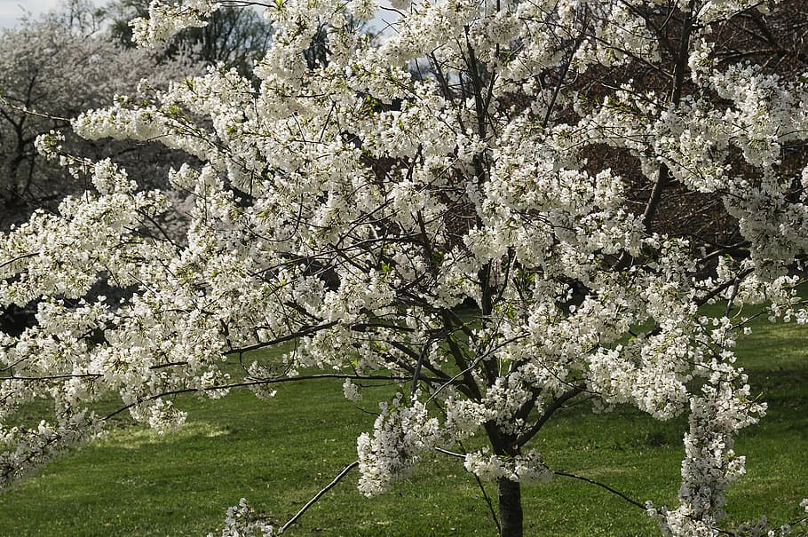 flowers, cherry blossoms, tree, spring, druid hill park, nature, HD wallpaper