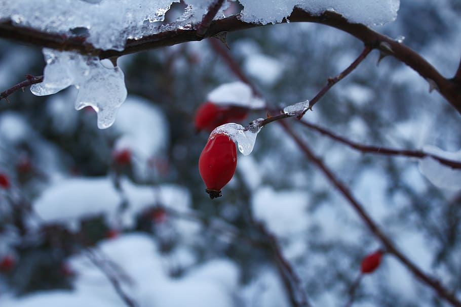 arrow, snow, winter, icing, nature, branch, tree, red, outdoors HD wallpaper