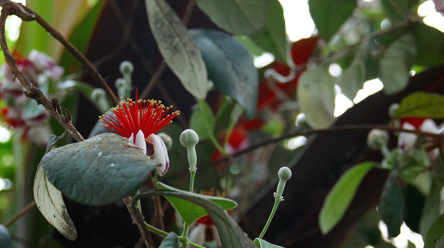flower, red, plant, leaf, garden, green, natural, nature, growth HD wallpaper
