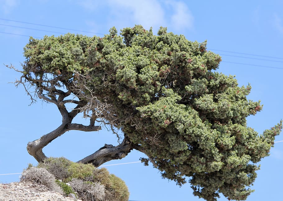 tree, bent, nature, sky, plant, low angle view, no people, green color HD wallpaper