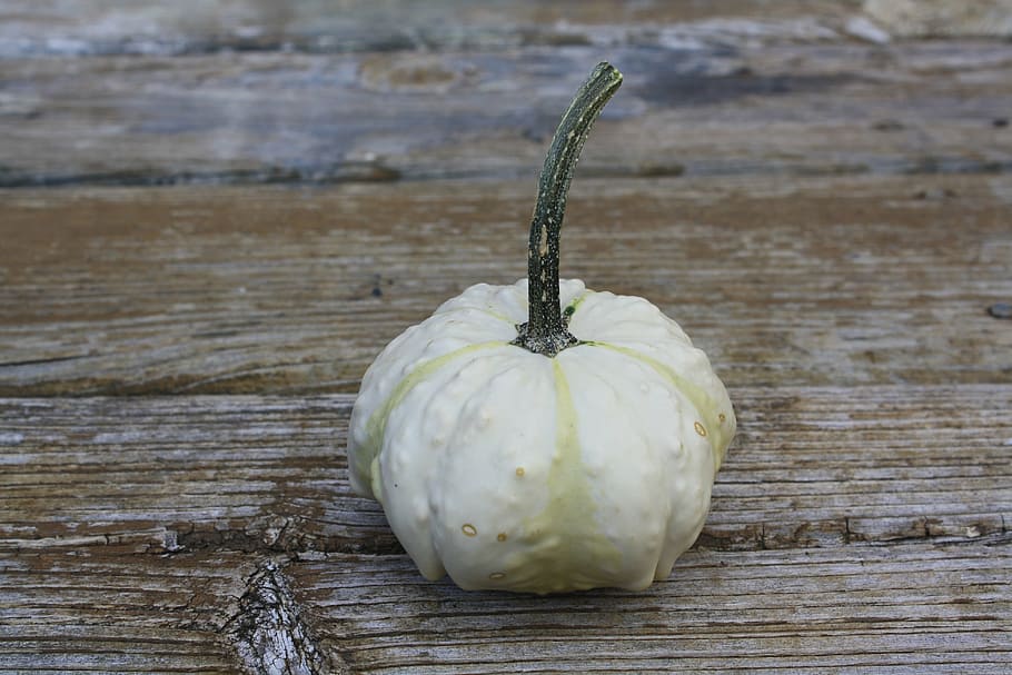 small white squash, pumpkin, fall, autumn, october, thanksgiving HD wallpaper