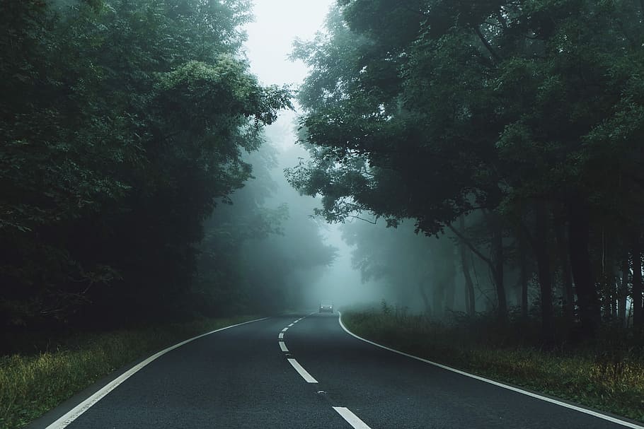 gray roadway between green leaf trees, road between green trees with fog HD wallpaper