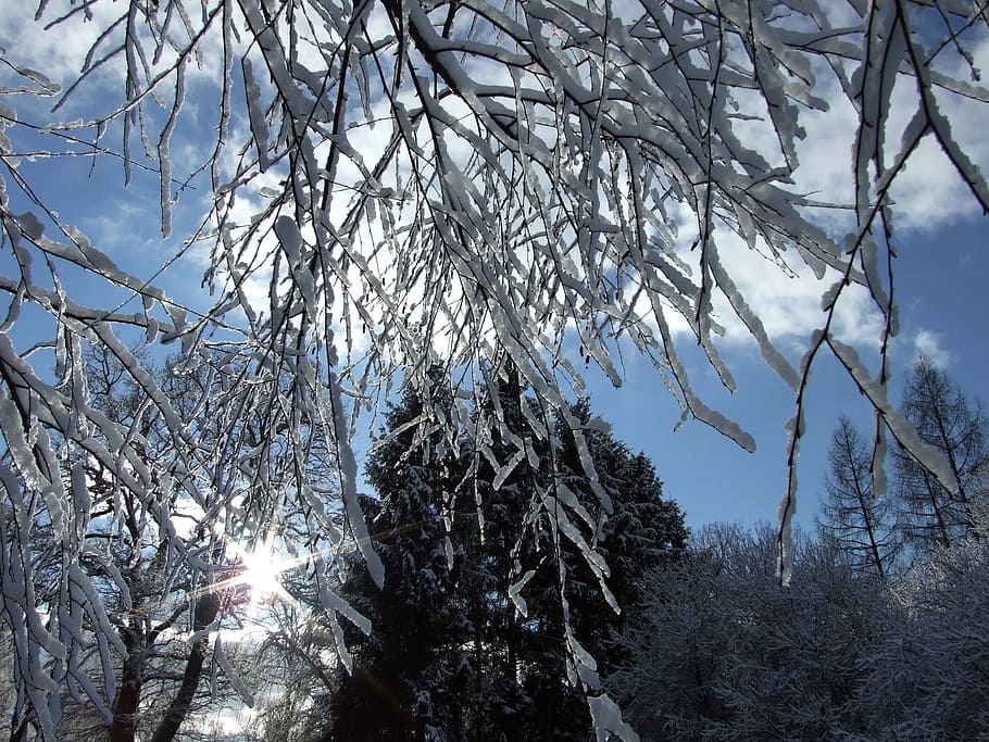 winter, garden, snow, tree, plant, cold temperature, branch HD wallpaper