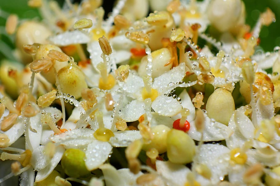 macro, tao drops, tiny, blossom, bloom, close, macro photography HD wallpaper