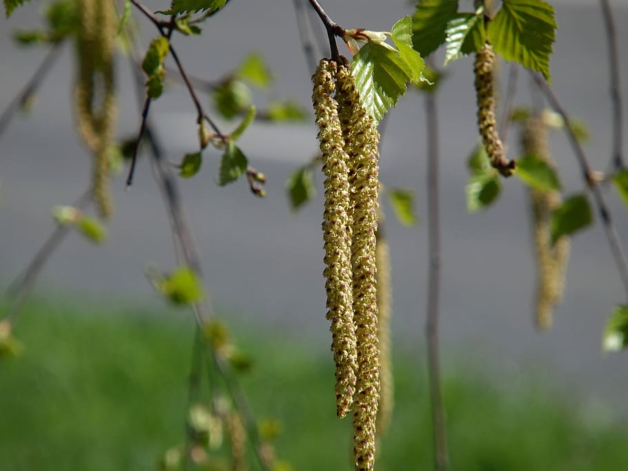 Birch, Spring, Sheet, in the spring, growth, plant, nature HD wallpaper
