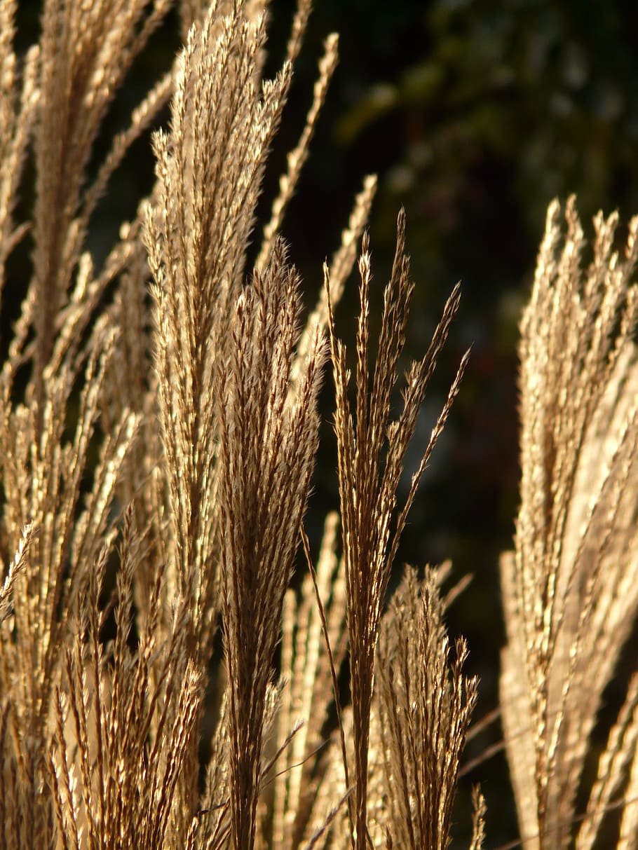 Miscanthus, Miscanthus Sinensis, back light, licorice, poaceae HD wallpaper