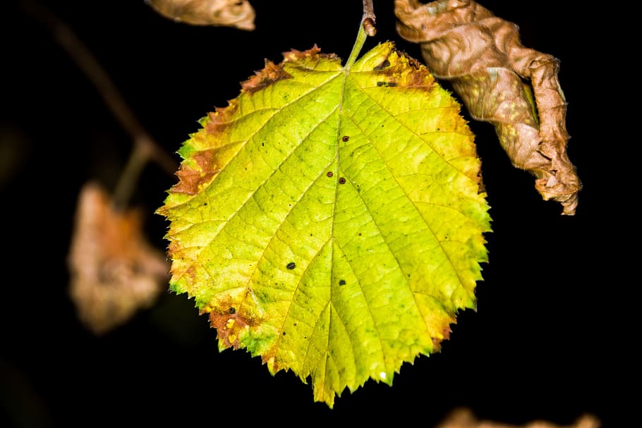 leaf, nature, fall, plant, season, growth, light, wood, color HD wallpaper