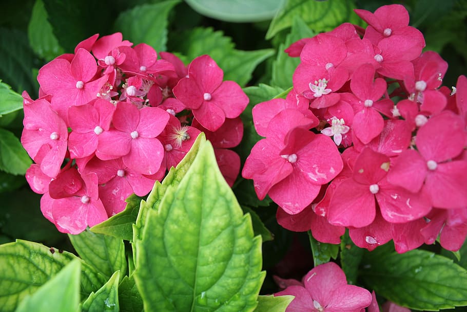 Garden, Flower, Tipster, pink color, beauty in nature, growth HD wallpaper
