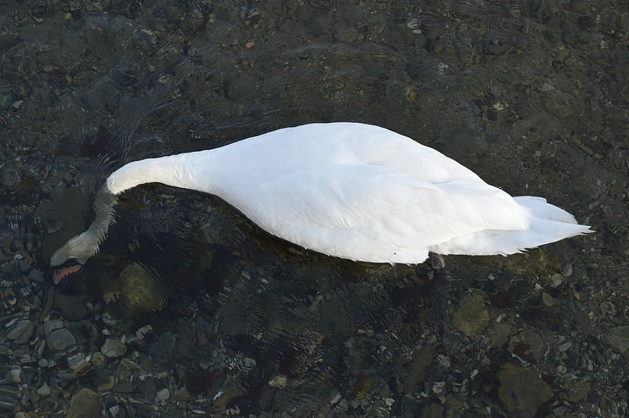 swan, immersed, water, white color, animal, animal themes, one animal HD wallpaper