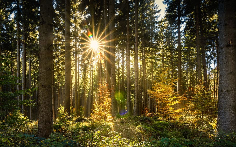 green leaf trees with green grass field, forest, sun, sunbeam HD wallpaper