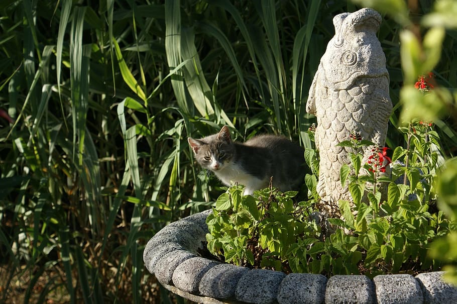 cat, hidden, fish statue, animal themes, plant, one animal HD wallpaper