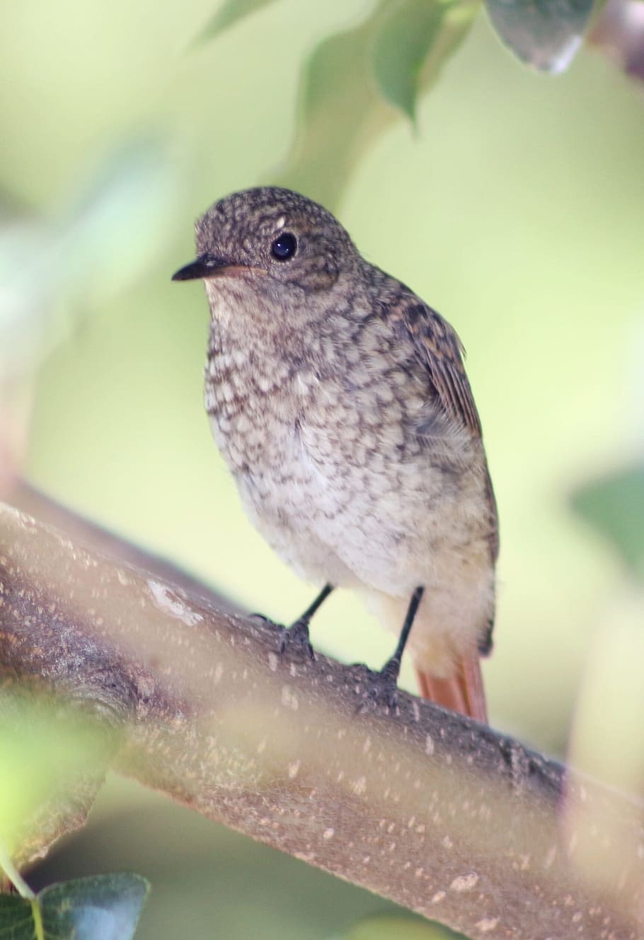 bird, redstart, nature, green, scott, orange, black redstart HD wallpaper