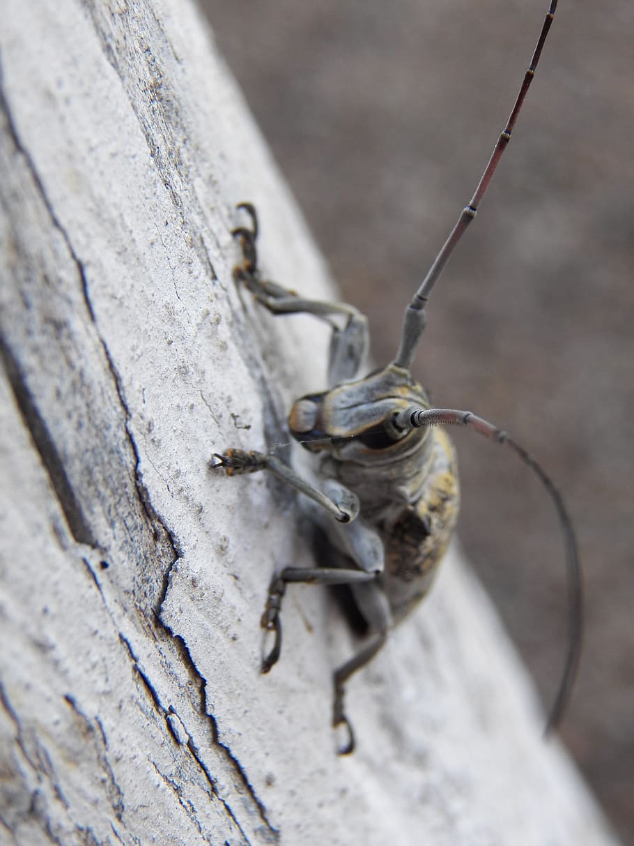 beetle, macro, insect, horn, sawyer, pet, antennas, natural HD wallpaper