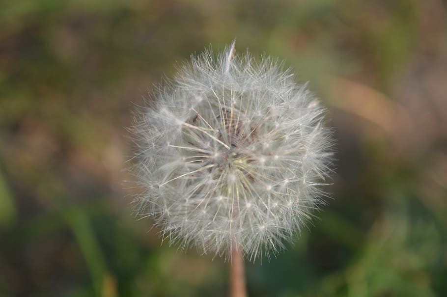 grass, white, dandelion, green, fragility, flower, vulnerability HD wallpaper