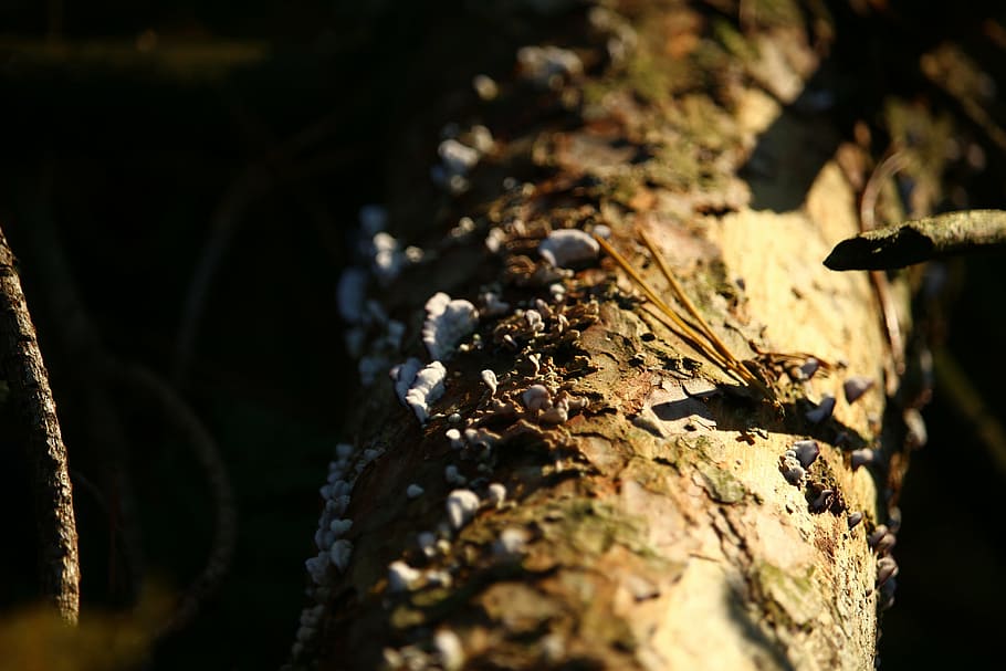 forest, log, moss, mushroom, bark, tree, tree bark, dead wood HD wallpaper
