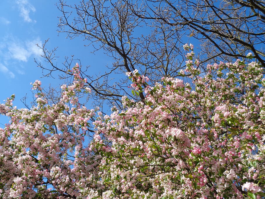 magnolia, spring, air, flower, plant, flowering plant, tree HD wallpaper