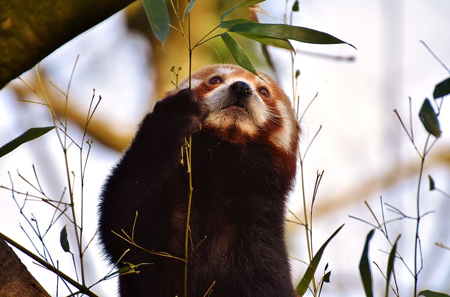 selective focus photo of red panda, bear cat, fire fox, ailurus fulgens, HD wallpaper