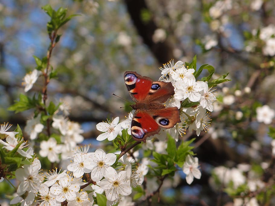 flowers, tree, flowering tree, butterfly, peacock, spring, nature HD wallpaper