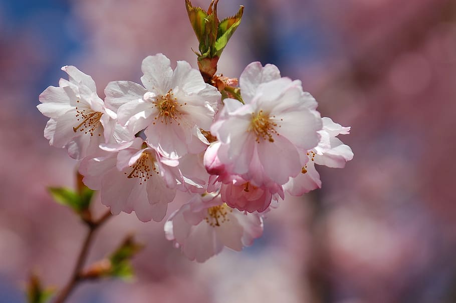 spring, blossom, bloom, cherry blossom, tree, nature, springtime HD wallpaper