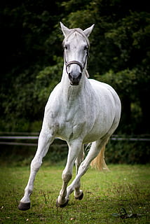 white horse running during daytime, quoa, quant, zoder, animal HD wallpaper