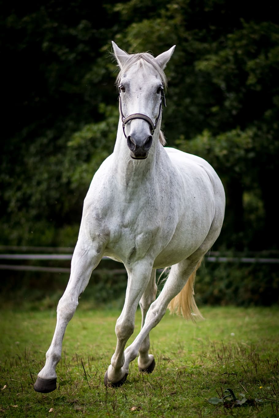 white horse running during daytime, quoa, quant, zoder, animal HD wallpaper