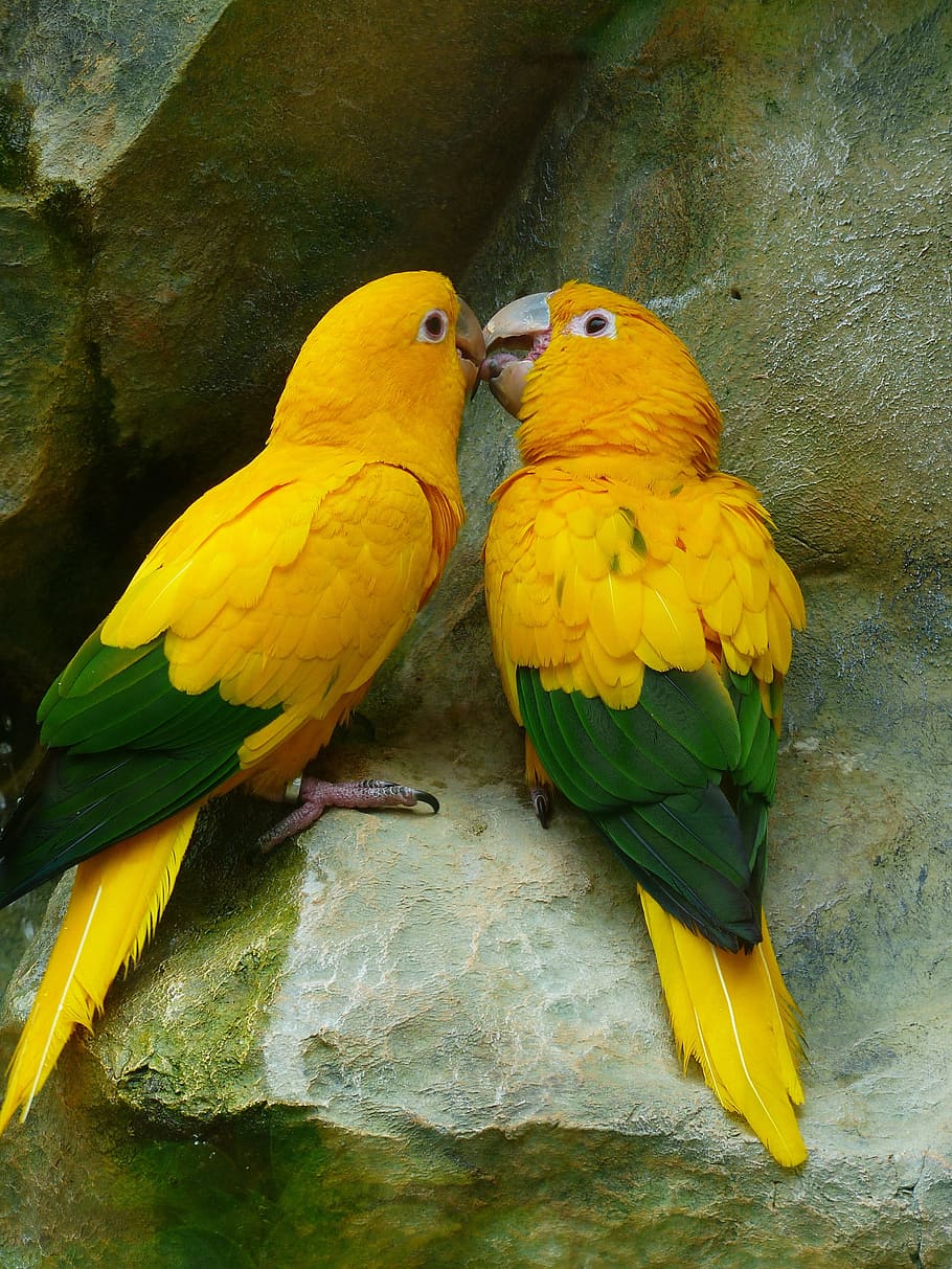 two yellow-and-green birds, gold parakeets, bird couple, colorful, HD wallpaper