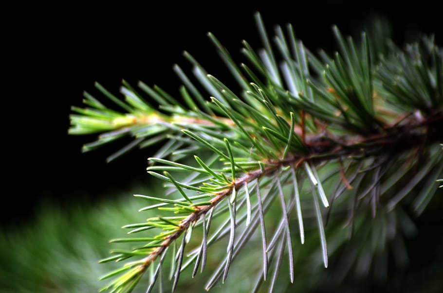 pine, needle, twig, twigs, tree, evergreen, plant, growth, green color HD wallpaper