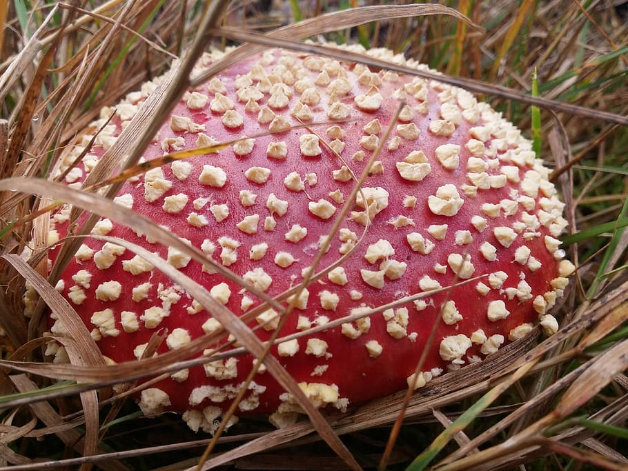 Toadstool, Grass, Fungus, Poison, red, no people, food and drink HD wallpaper